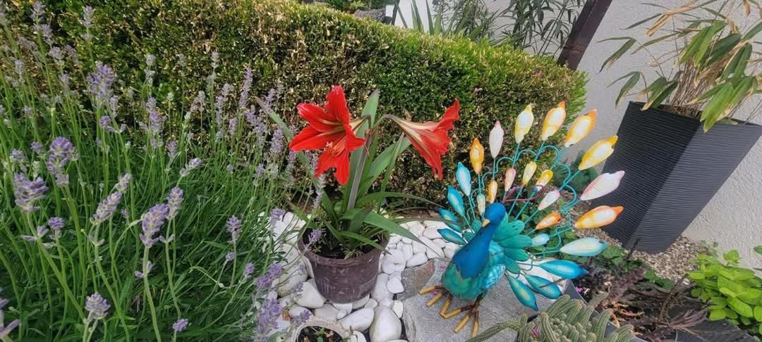 Vila Jovana فردنيك المظهر الخارجي الصورة