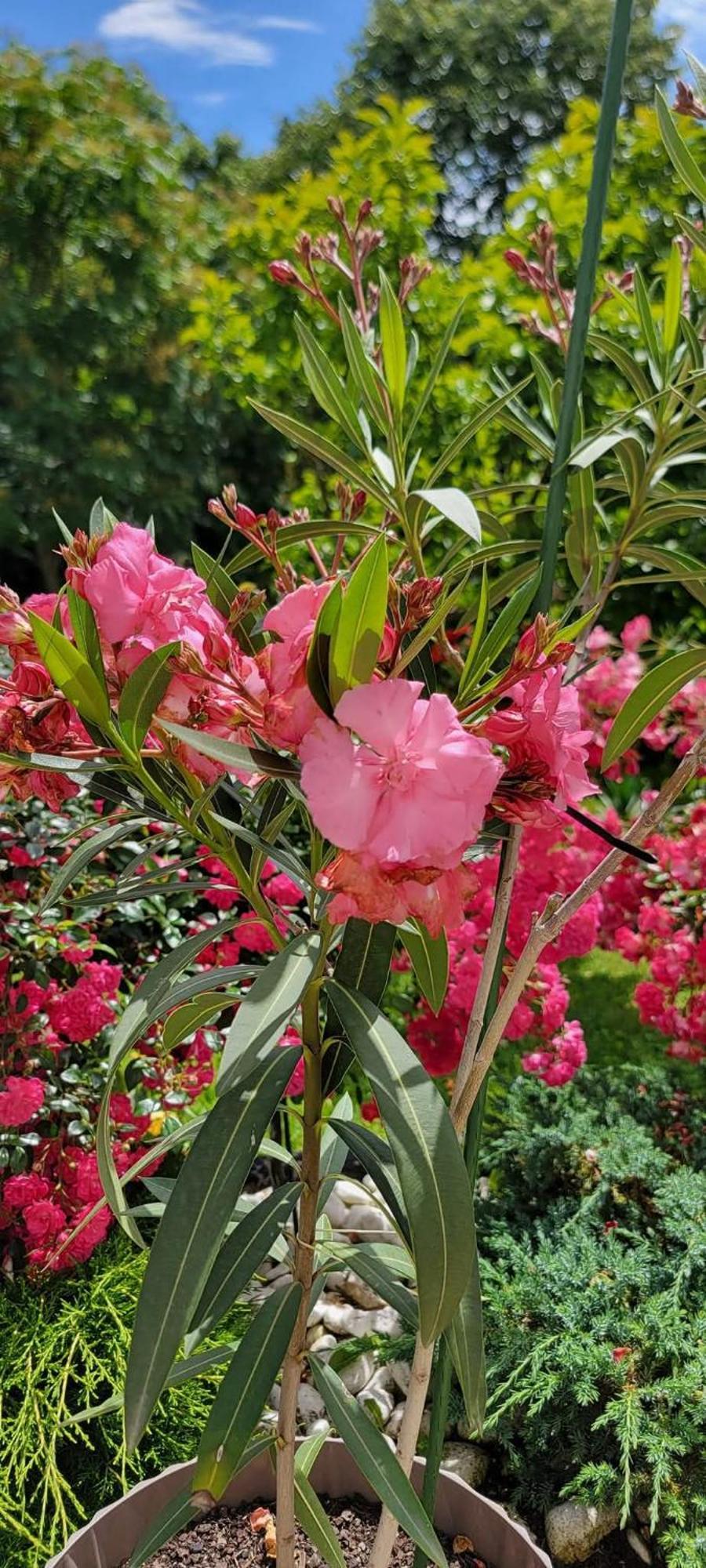 Vila Jovana فردنيك المظهر الخارجي الصورة