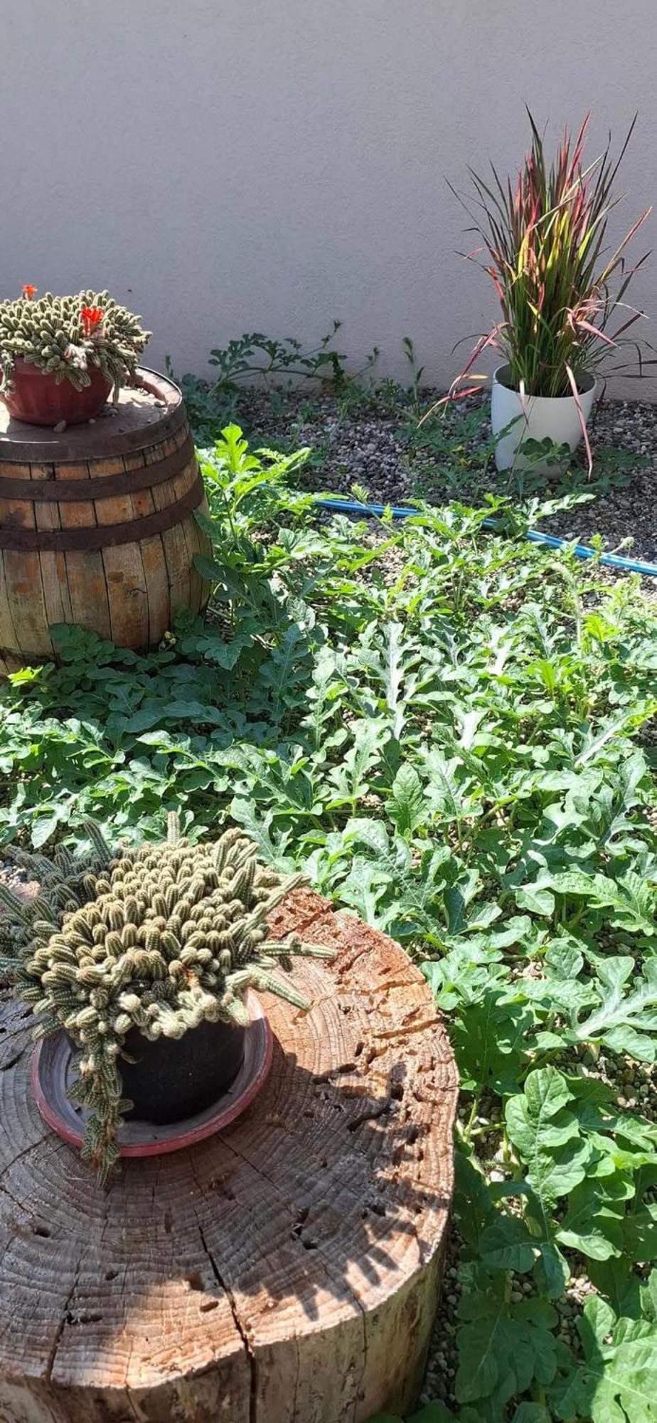 Vila Jovana فردنيك المظهر الخارجي الصورة